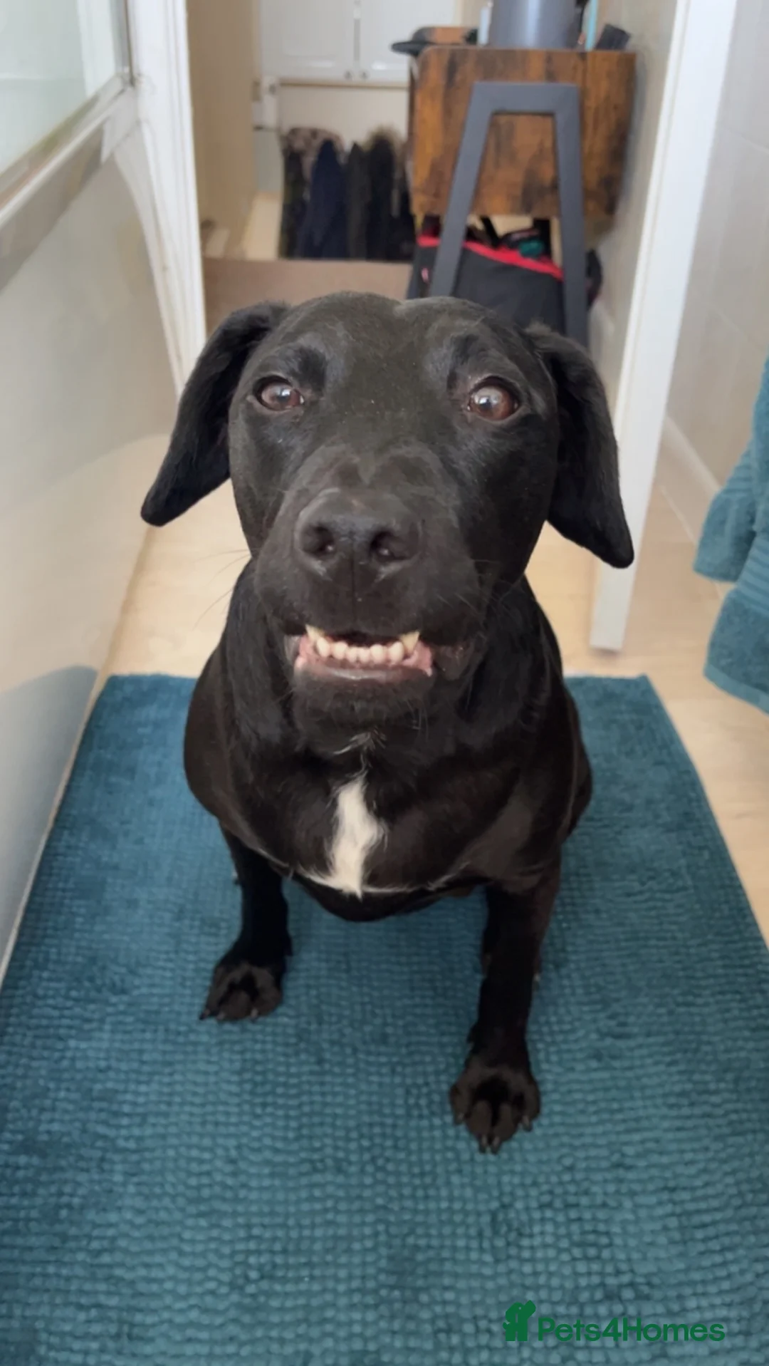 Mixed Breed dogs for sale: Male neutered cross  - Advert 9