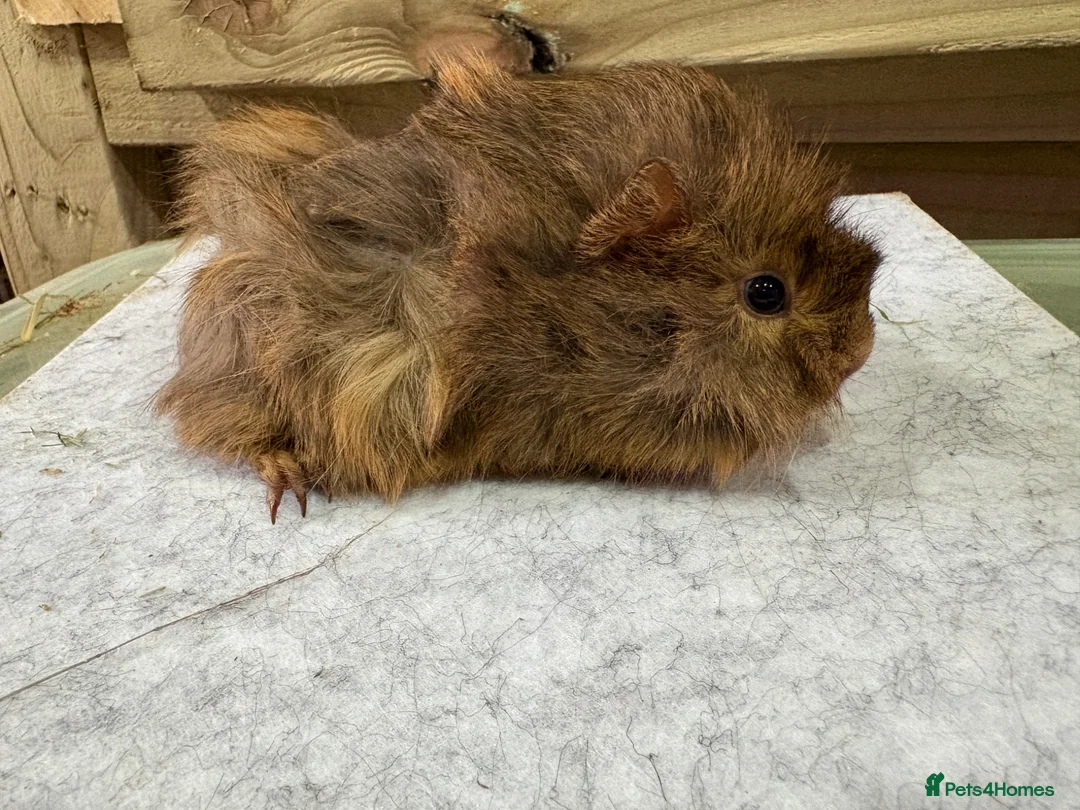Guinea Pig rodents for sale: Guinea pigs available  - Advert 3