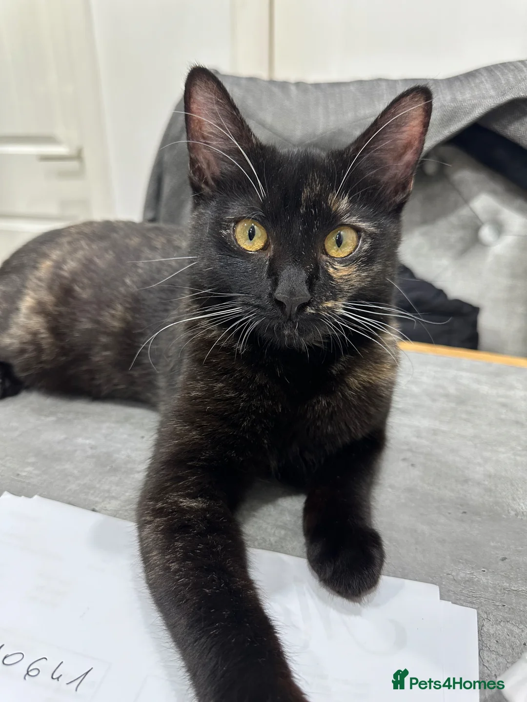 Domestic Shorthair cats for sale: IVA - a perfect cat !  - Advert 14