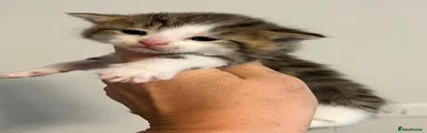 Maine Coon Kitten 3
