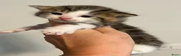 Maine Coon cats for sale: Maine coon kittens  - Advert 12