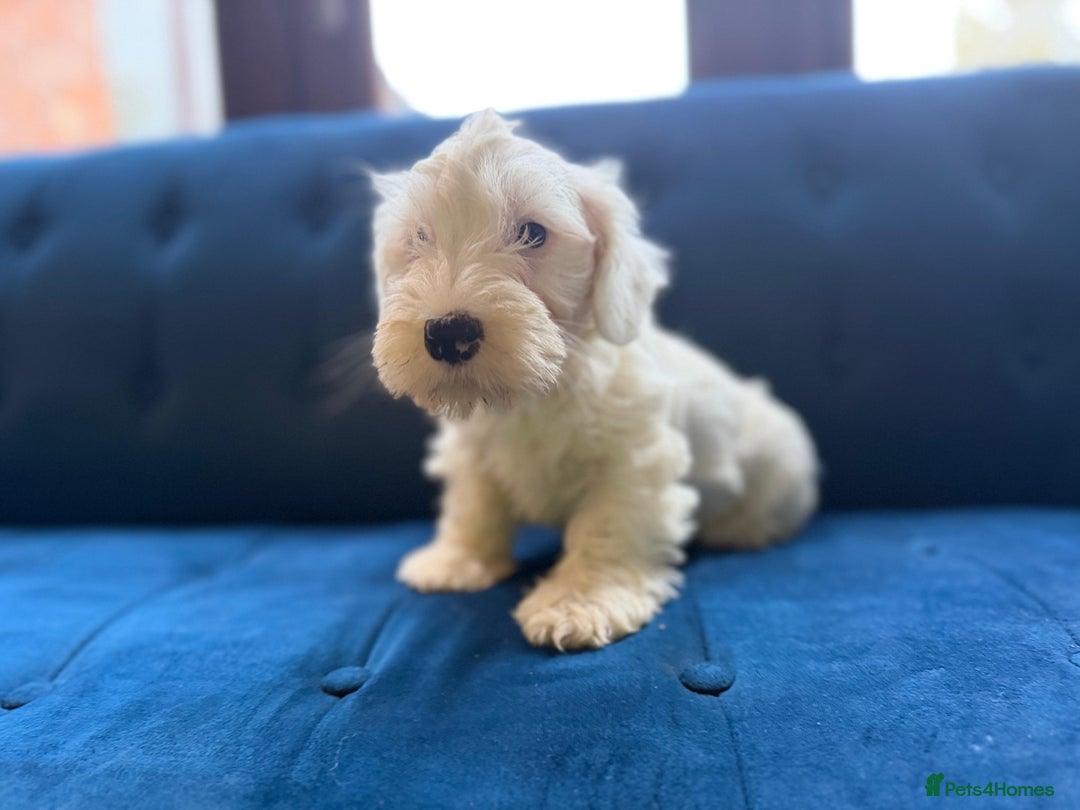 Sealyham Terrier dogs for sale: Stunning KC Litter Of Sealyham Terriers - Image 17