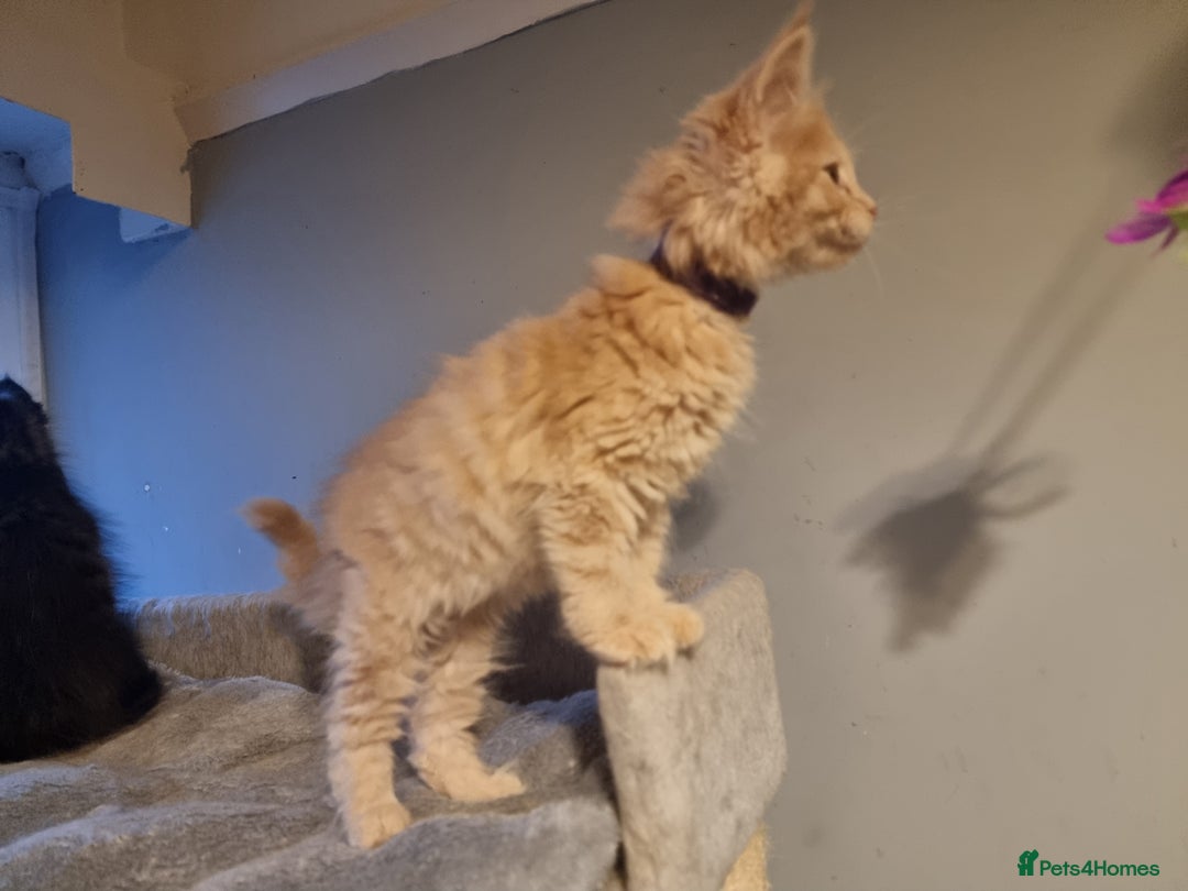 Maine Coon cats for sale: TICA REG.  Amazing kittens  - Image 20