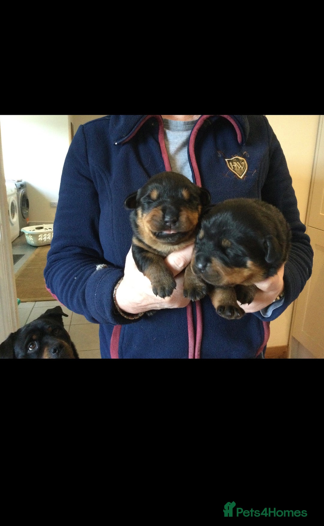 Rottweiler dogs for stud: PROVEN KC REG ROTTWEILER STUD  - Image 5