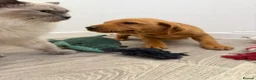 Labrador Retriever dogs for sale: Labrador puppies from a loving family home. - Advert 23