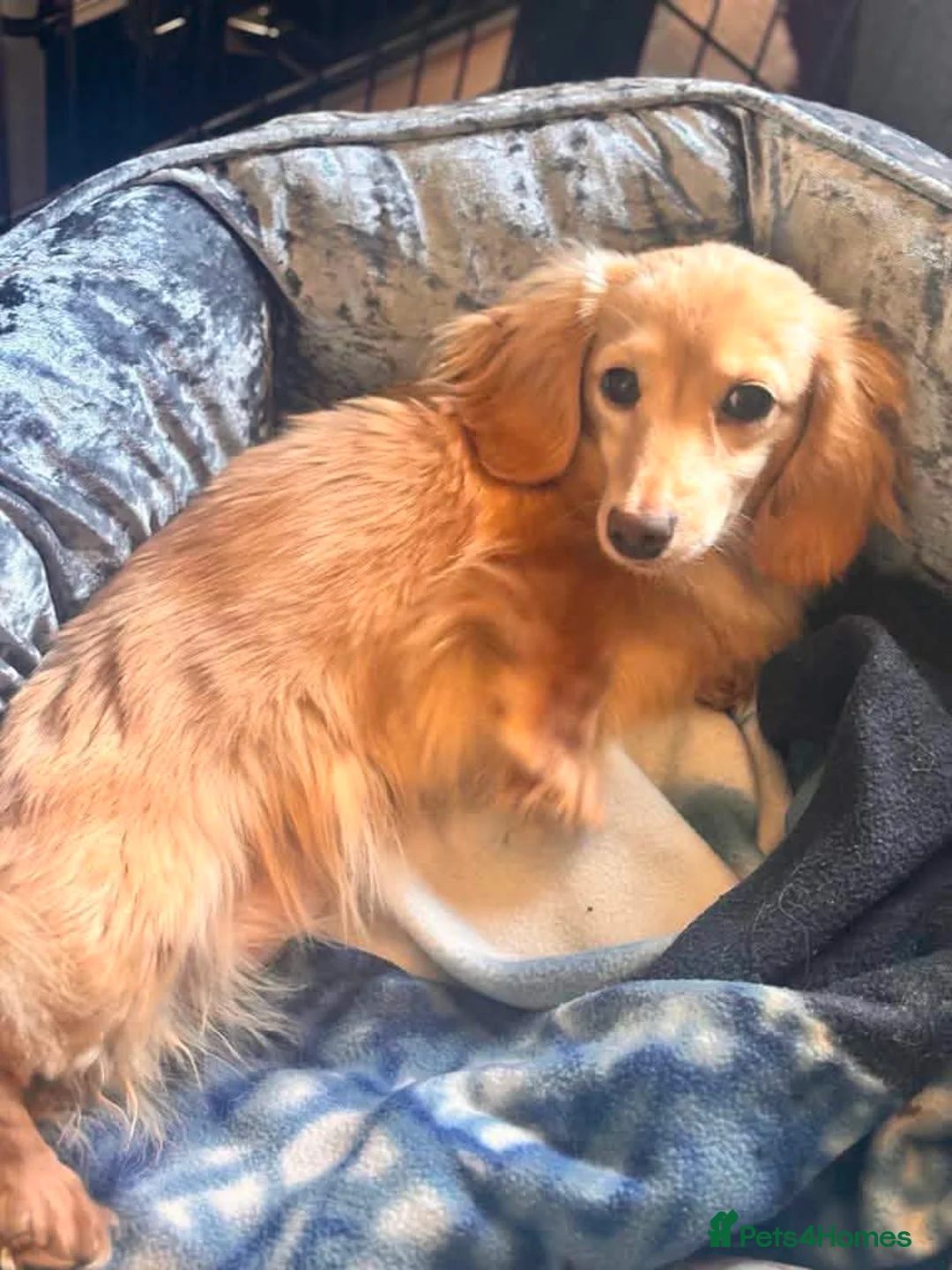 Miniature Dachshund dogs for sale: Outstanding mini cream longhaired dachshund pup  - Advert 2