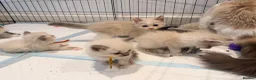 Ragdoll cats for sale: ⭐️ Meet Our Beautiful Ragdoll Babies ⭐️ - Advert 4