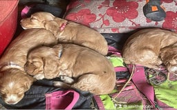 Cocker Spaniel dogs for sale: Gold show cocker pups ready now  - Image 17