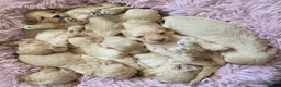 Cockapoo dogs for sale: DNA Health Tested Cockapoos Apricot/Golden - Advert 8