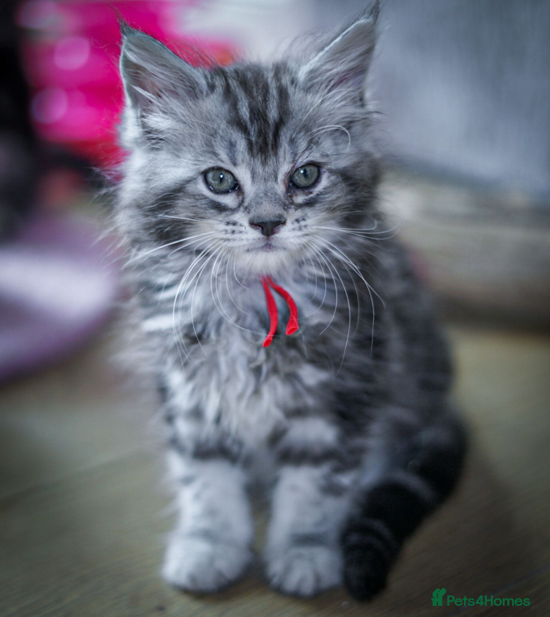 Maine Coon cats  stunning Mainecoon kittens ready next week £795 - Advert 10