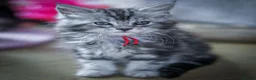 Maine Coon cats for sale:  Chunky full Maine coon kittens ready now   £795 - Advert 2