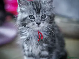 Maine Coon cats stunning Mainecoon kittens ready next week £795 - Advert 10