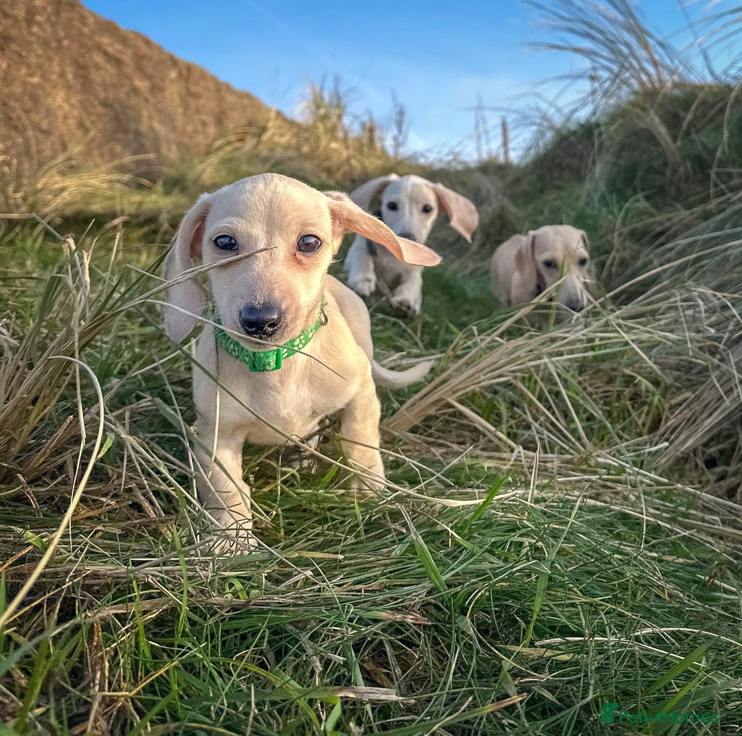 Miniature Dachshund dogs for sale: Cream miniature dachshunds  - Advert 28