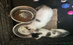 Domestic Shorthair cats for sale: 4 beautiful mixed kittens - Image 13