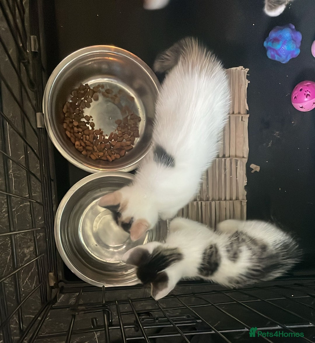 Domestic Shorthair cats for sale: 4 beautiful mixed kittens - Image 13
