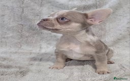 French Bulldog dogs for sale: French Bulldog Puppies - Image 6