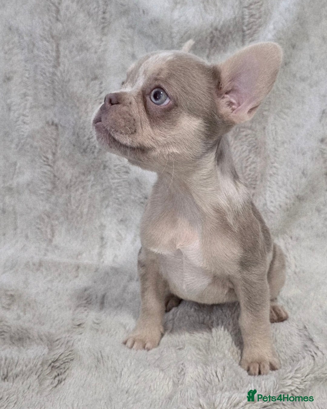 French Bulldog dogs for sale: French Bulldog Puppies - Image 6