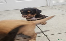 Cocker Spaniel dogs for sale: 3 kc reg working cocker spaniels avaliable  - Image 13