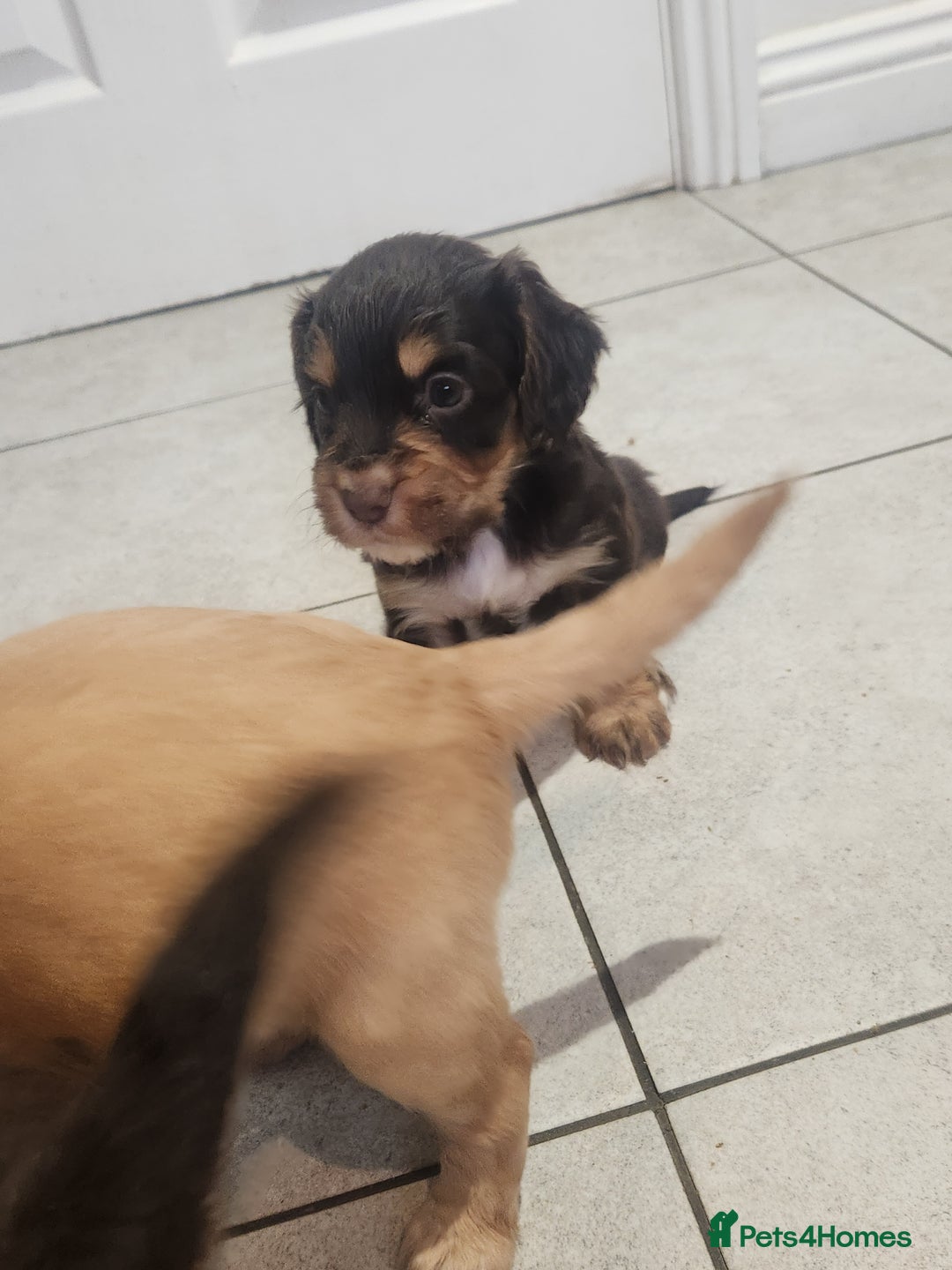 Cocker Spaniel dogs for sale: 3 kc reg working cocker spaniels avaliable  - Image 13