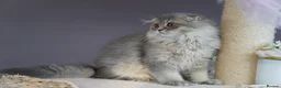 Scottish Fold cats for sale: 🌸beautiful long hair and short haired kittens🌸 - Advert 12