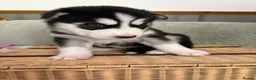 Siberian Husky dogs for sale: Adorable Siberian huskies  in Saint Helens - Advert 4
