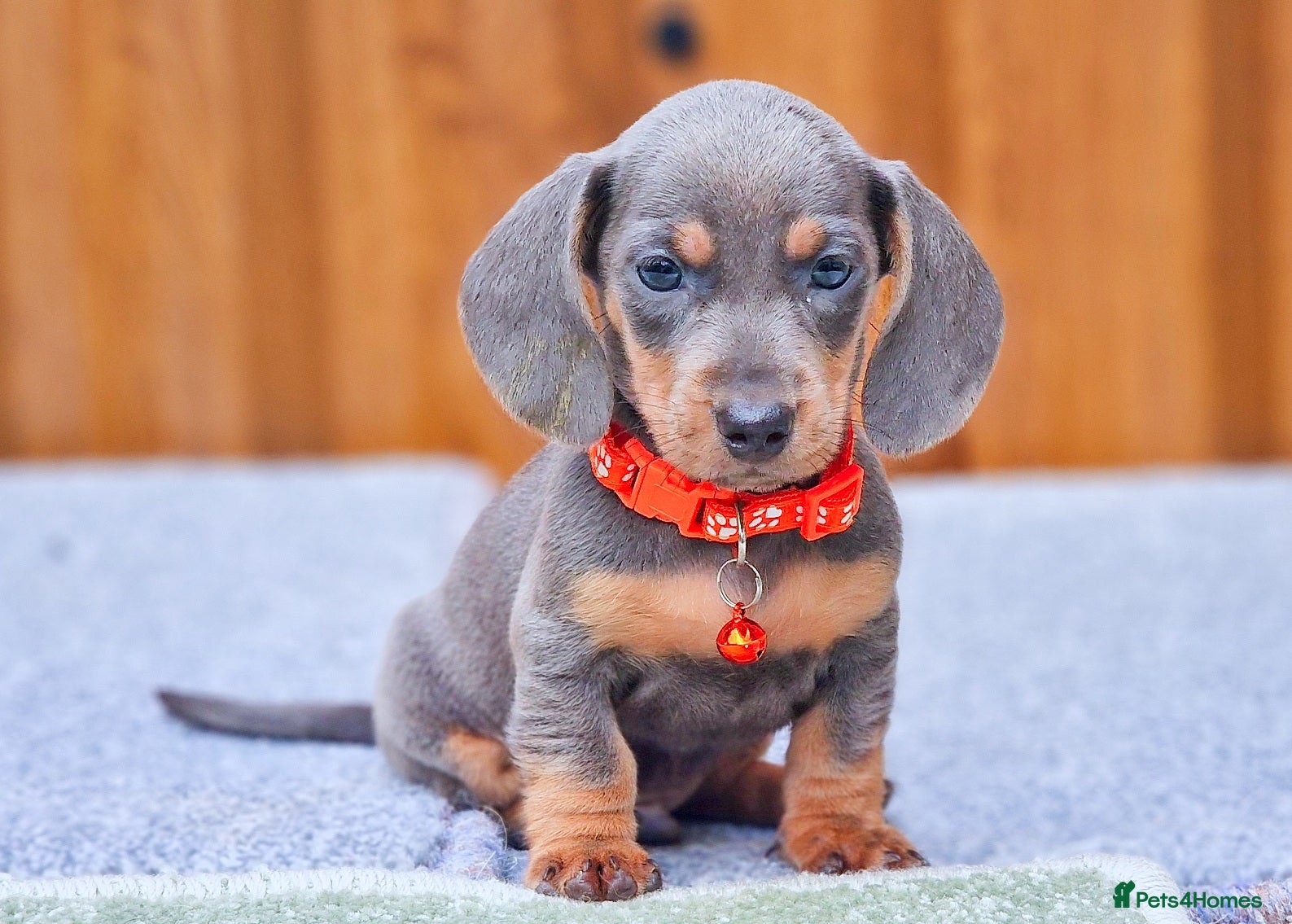 Dachshund dogs KC REG MINUTURE DACHSHUND PUPS  - Advert 1