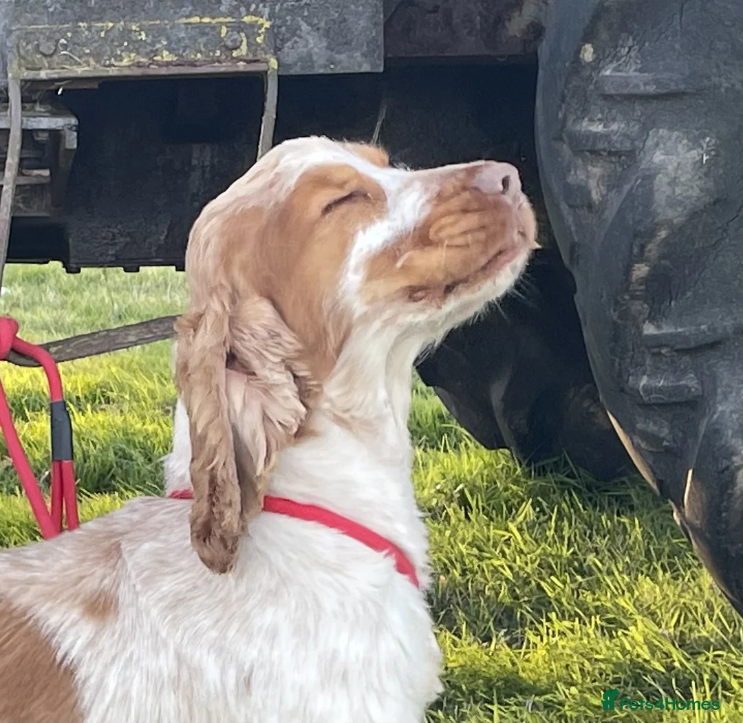 Cocker Spaniel dogs for sale: 🐶 Handsome Cocker spaniel 🐶 - Advert 3