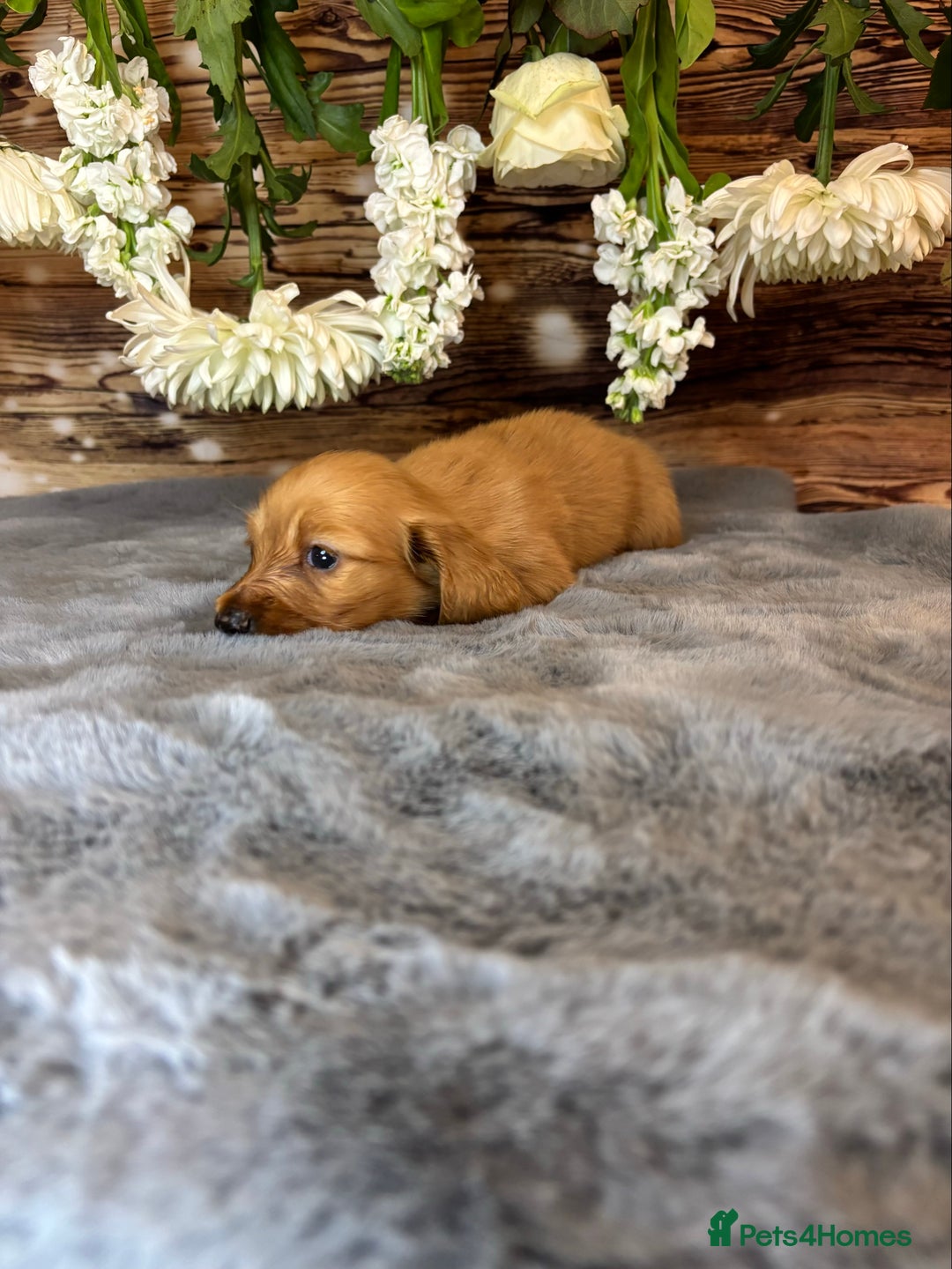 Miniature Dachshund dogs for sale: miniature long coat dachshunds - Image 6