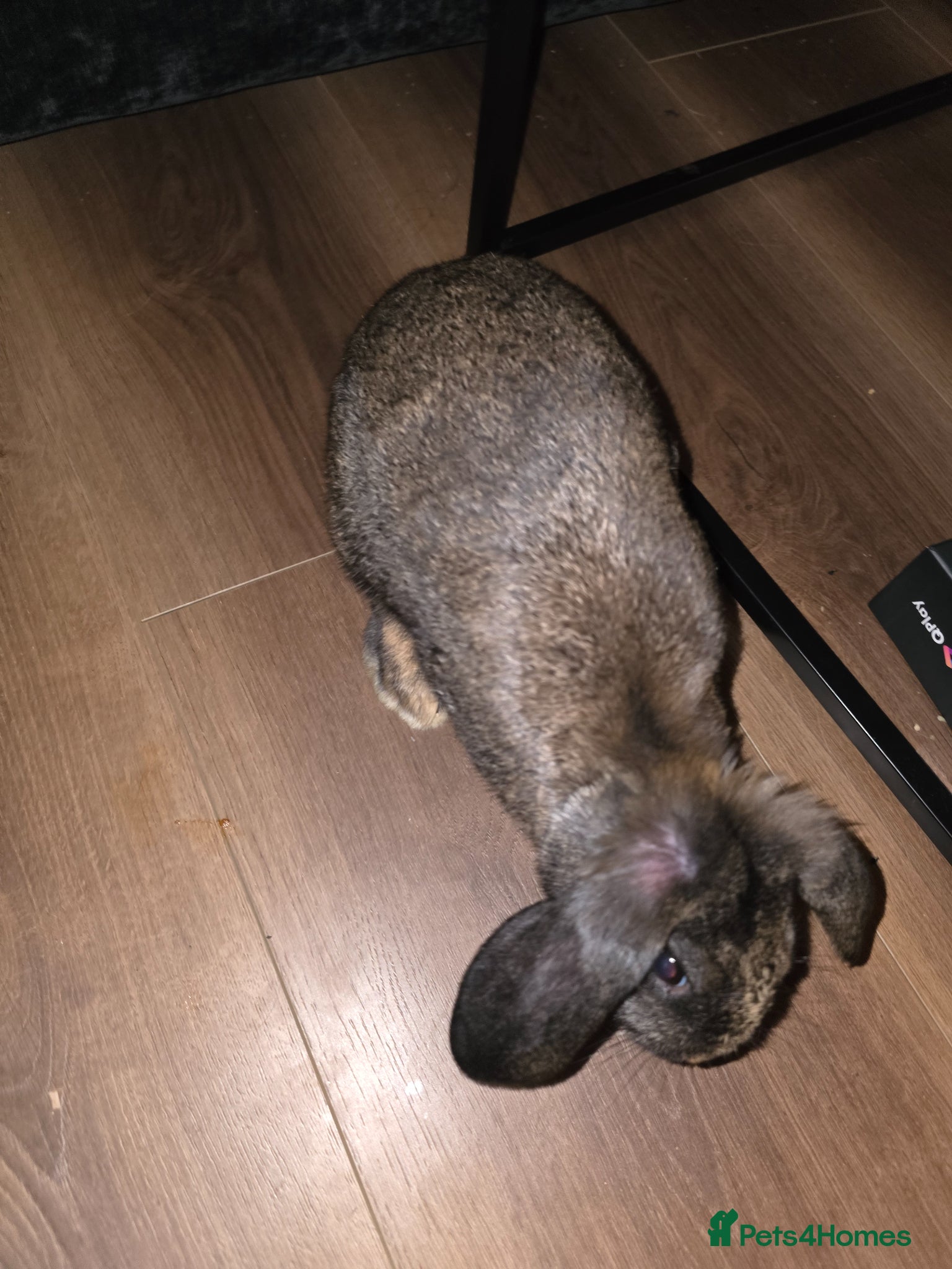 Rex rabbits Baby Bunnies - Two available  - Advert 2