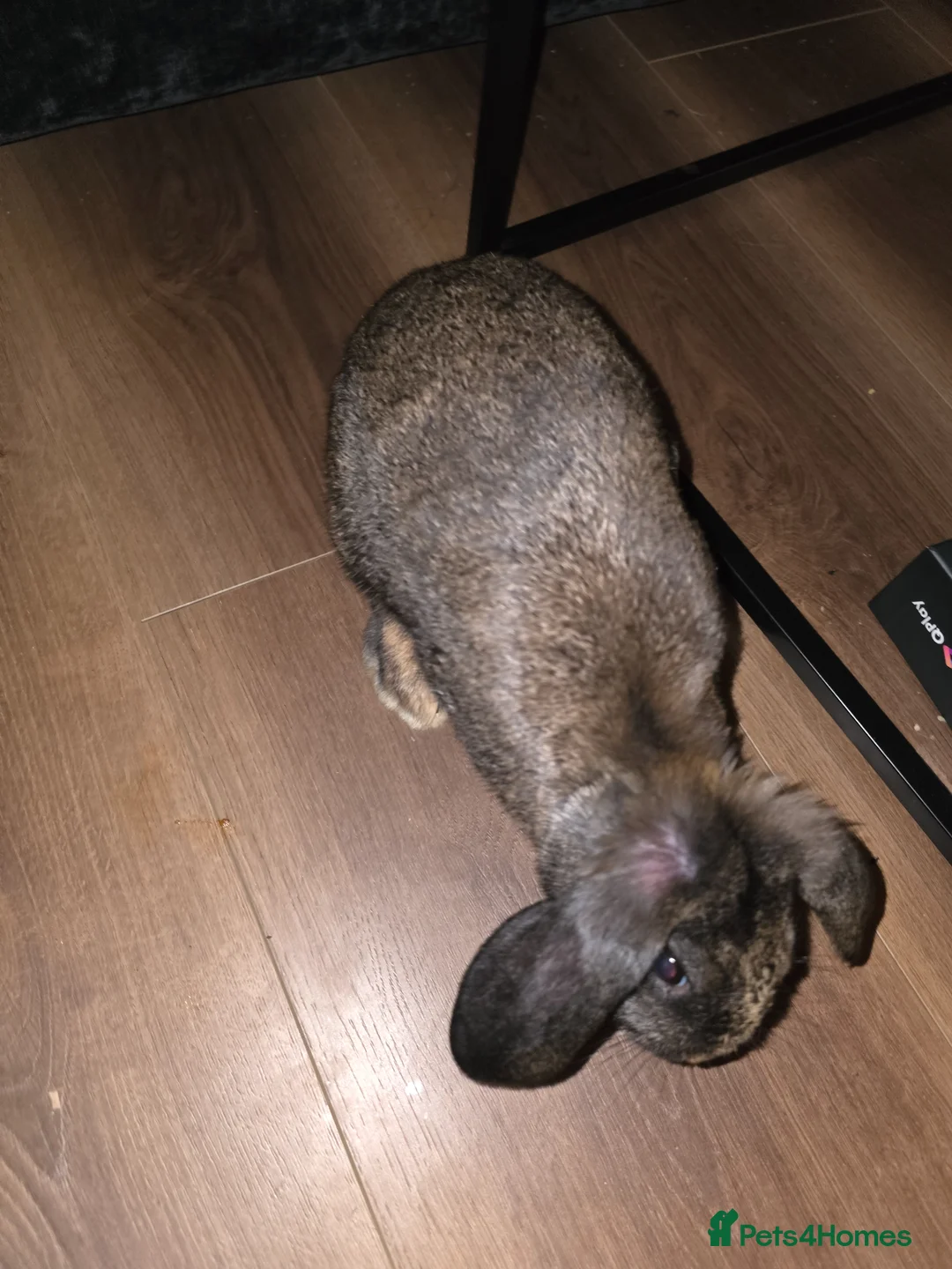 Rex rabbits for sale: Baby Bunnies - Two available  in Bridgwater - Advert 1