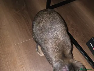 Rex rabbits Baby Bunnies - Two available - Advert 2