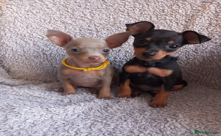 Miniature Pinscher dogs KC Reg Mini Pins, 2 remaining (READY TO LEAVE NOW) - Advert 9