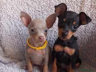 Miniature Pinscher dogs KC Reg Mini Pins, 2 remaining (READY TO LEAVE NOW) - Advert 1