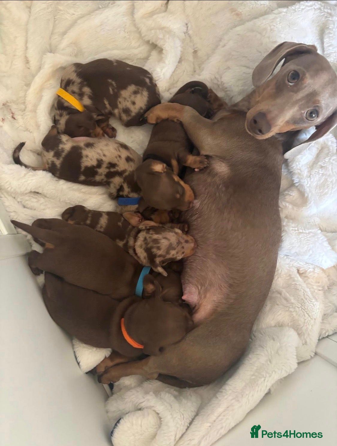 Miniature Dachshund dogs KC Registered Minatare Dachshund puppies for sale - Advert 1