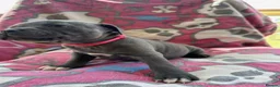 Staffordshire Bull Terrier dogs for sale: Our little rainbow litter has arrived! with joy/ki in Aylesbury - Advert 6