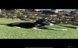 Border Collie dogs for sale: Female Collie  - Image 2