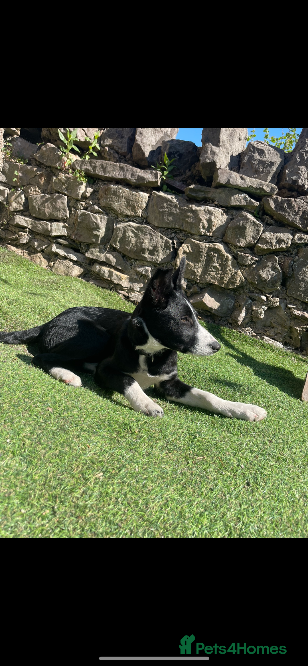 Border Collie dogs for sale: Female Collie  - Image 2