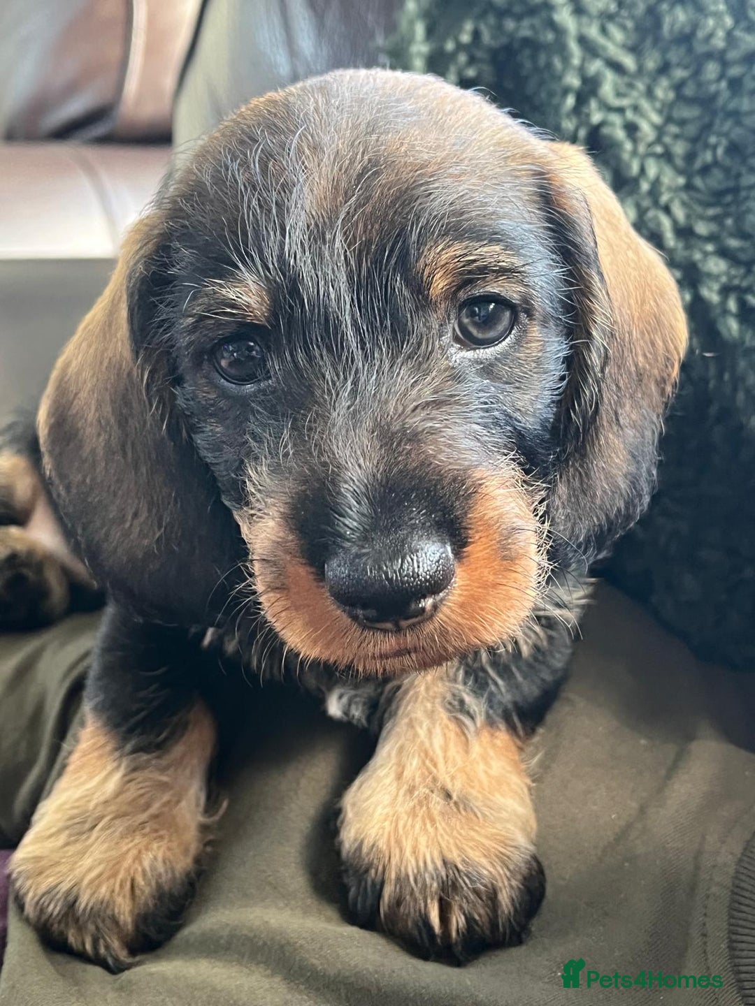 Dachshund dogs for sale: Wirehaired dachshund (Teckel) puppies - Image 10