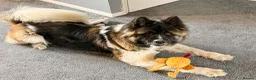 Akita dogs for sale: female american akita  in Mansfield - Advert 2