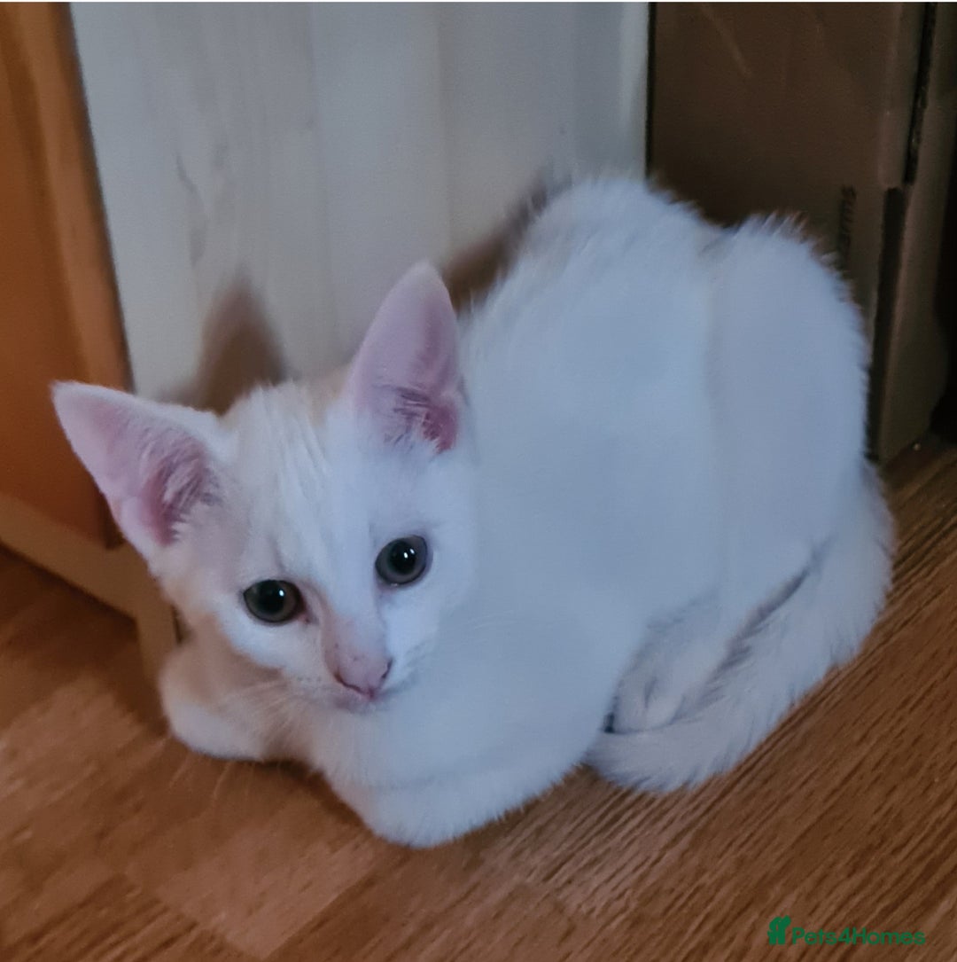 European cats for sale: White kitten - boy in Birmingham - Image 5