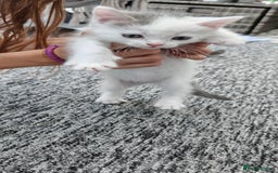 Mixed Breed cats for sale: 2 lovely brothers - Image 5