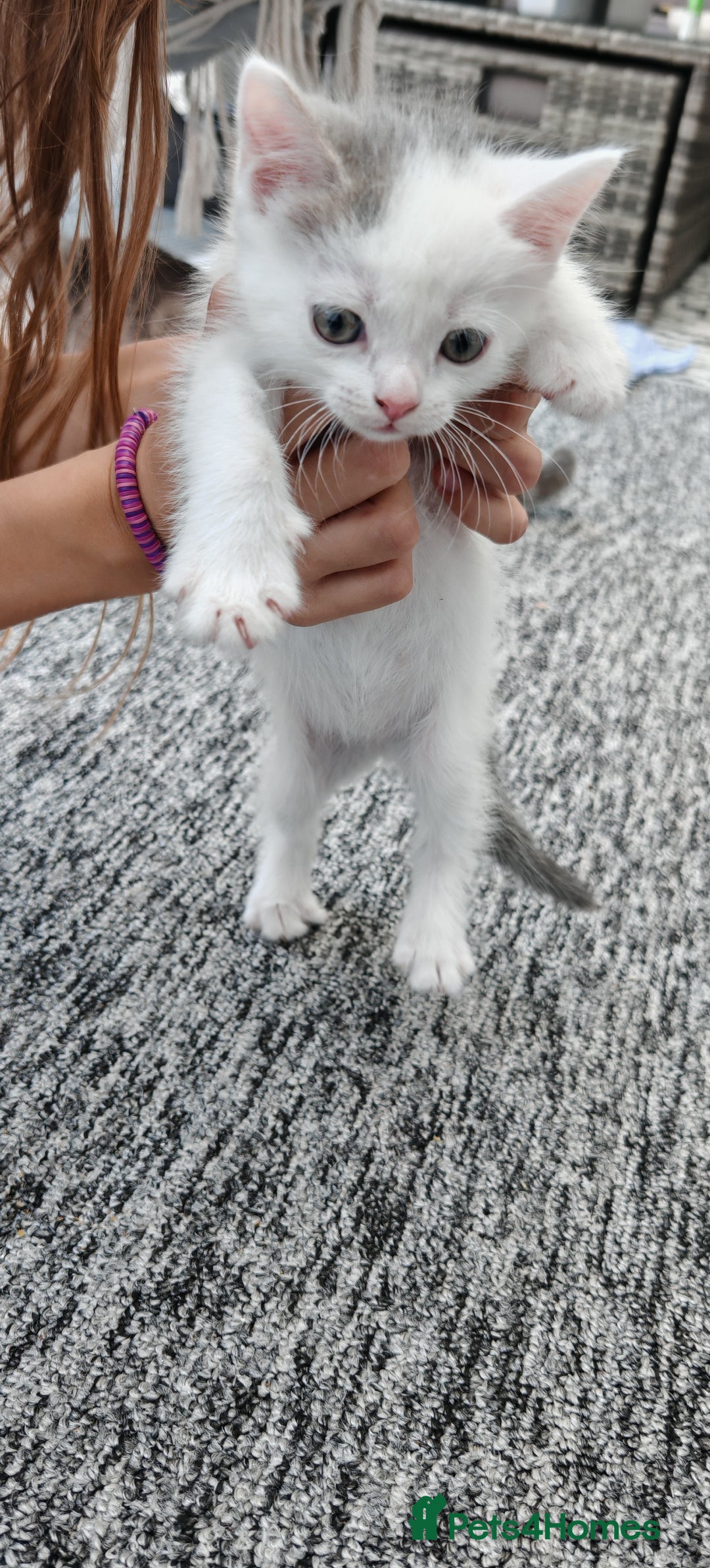Mixed Breed cats for sale: 2 lovely brothers - Image 5