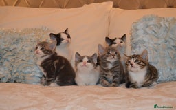 Mixed Breed cats for sale: 6 Adorable Playful Kittens for Sale - Image 4