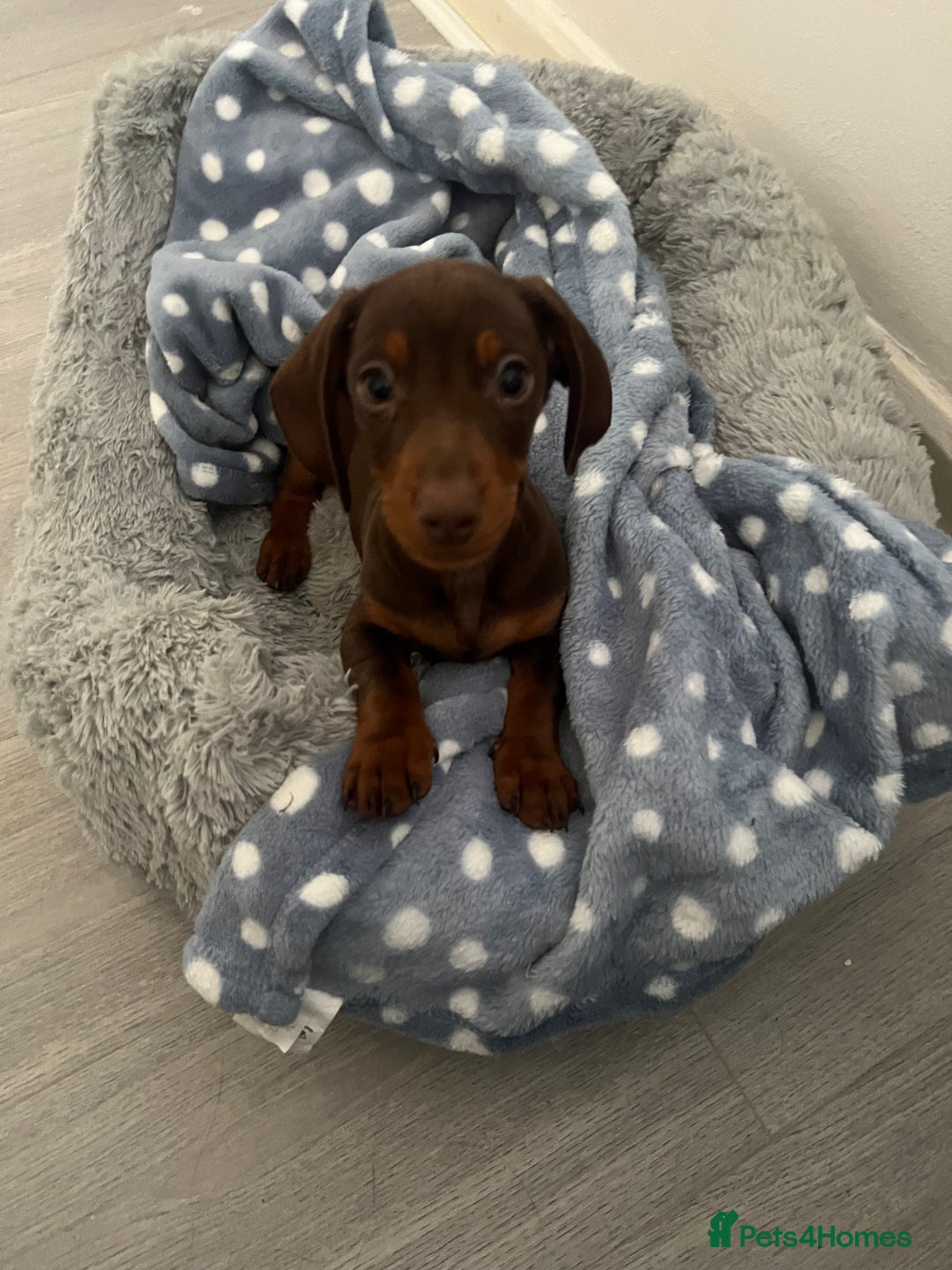 Dachshund dogs for sale: Mini dashund - Advert 2