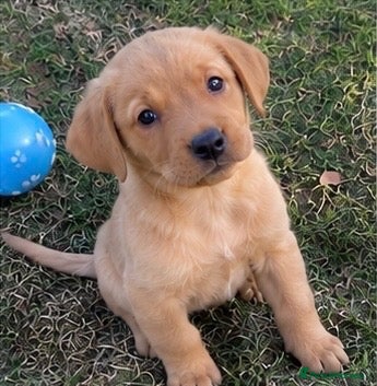 Labrador Retriever dogs ⭐️ Fox Red Lab Pups - Council licensed - Advert 2