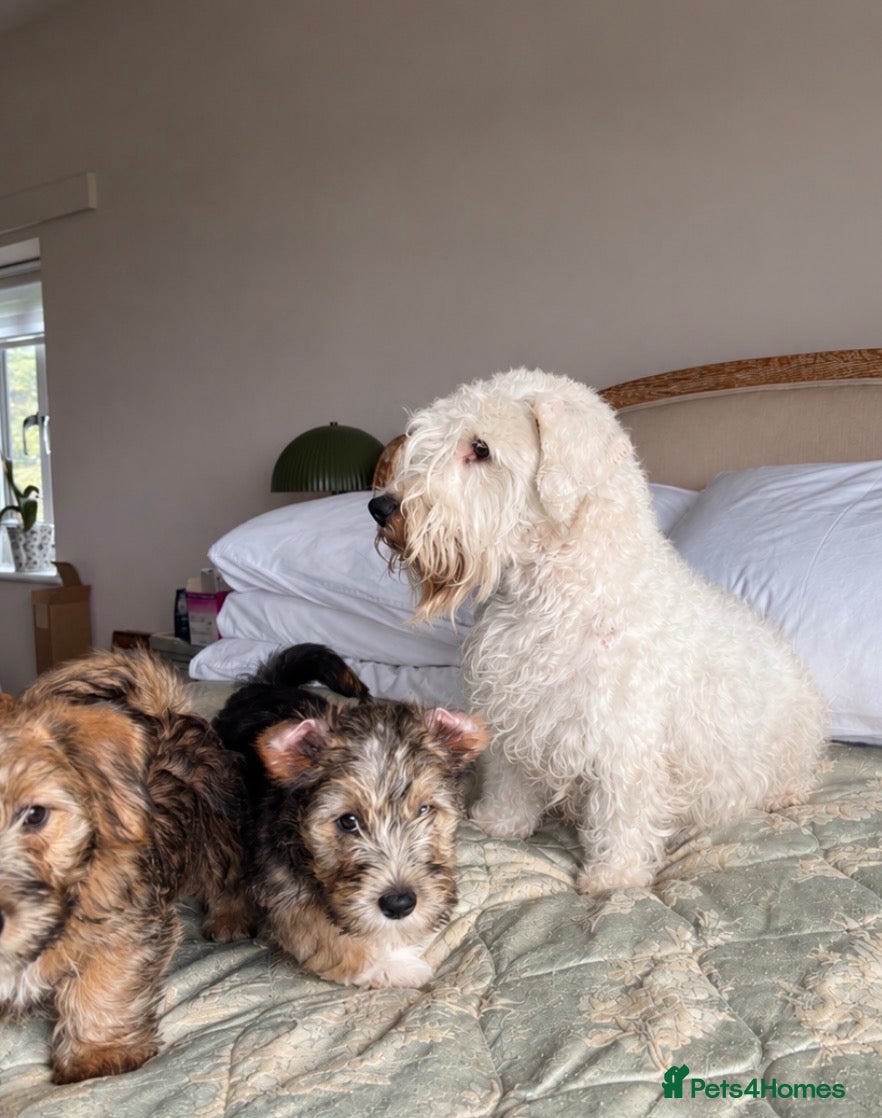 Mixed Breed dogs Norfolk x Sealyham puppies  - Advert 1