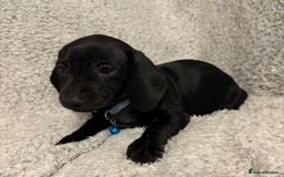 Miniature Dachshund dogs for sale: Miniature dachshund  - Image 6