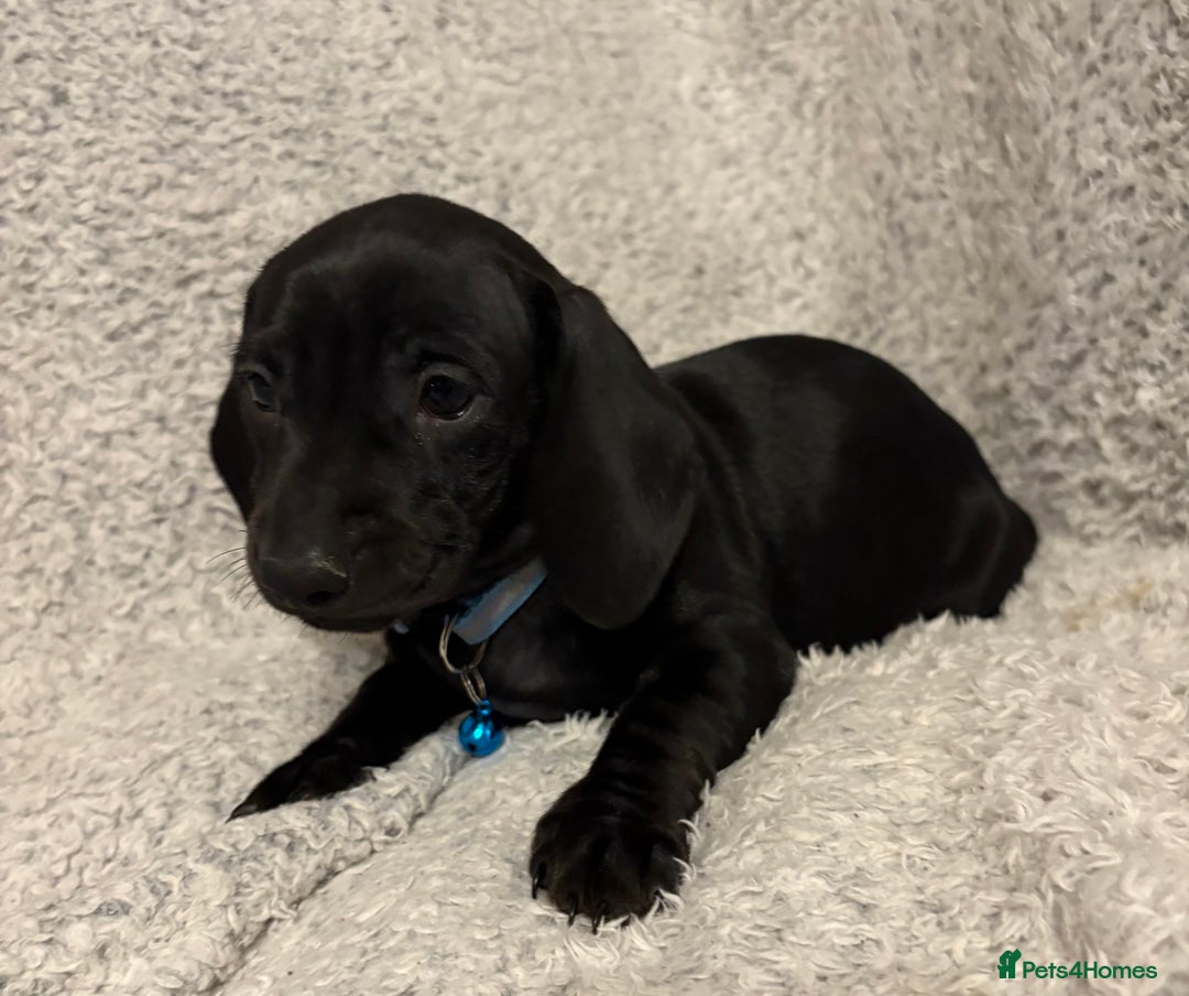 Miniature Dachshund dogs for sale: Miniature dachshund  - Image 6