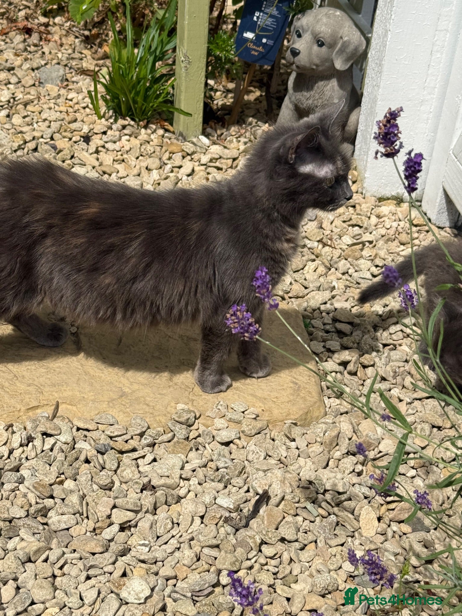 Mixed Breed cats Kitten s - Advert 1