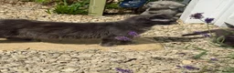 Mixed Breed cats for sale: Kitten s - Advert 1